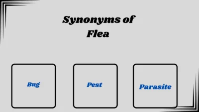 Synonyms of Flea