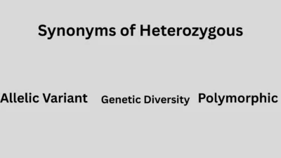 Synonyms of Heterozygous