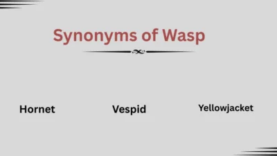 Synonyms of Wasp Explained
