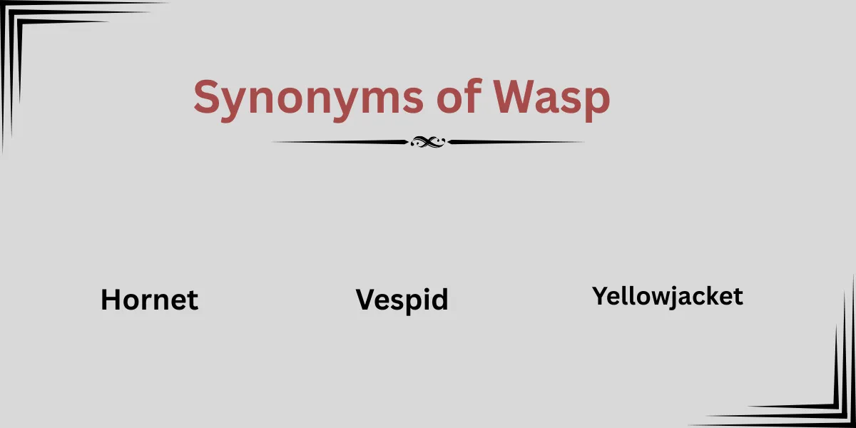 Synonyms of Wasp Explained